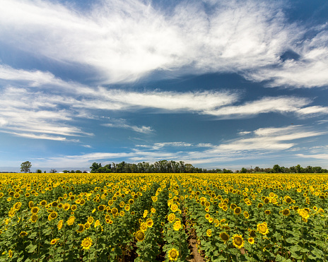 Sunflower rows bask in the summer sunshine. Yolo County, California, USA