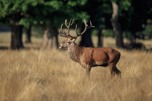 istock A male Red deer during the rut 1056933684