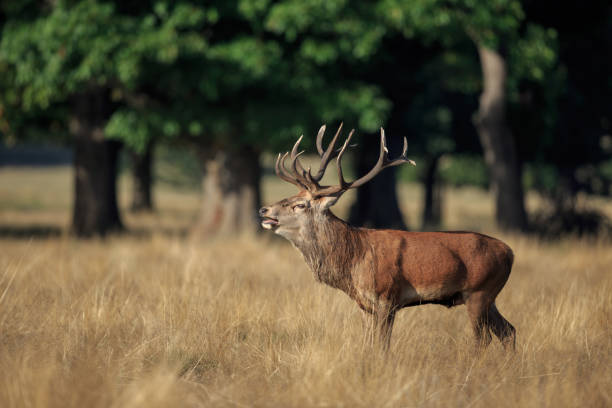 istock A male Red deer during the rut 1056933700