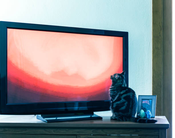 istock Curious Young Cat Sitting Watching Television 1056935402