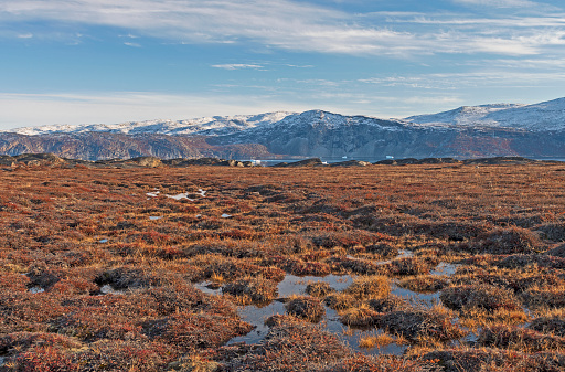 Tundra Wetlands in the High Arctic near Equip Sermia in Greenland