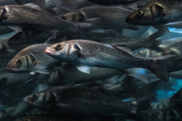 istock one fish in big fish swarm standing out of the crowd 1056937708