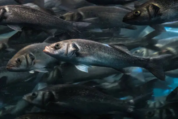 Photo of one fish in big fish swarm standing out of the crowd