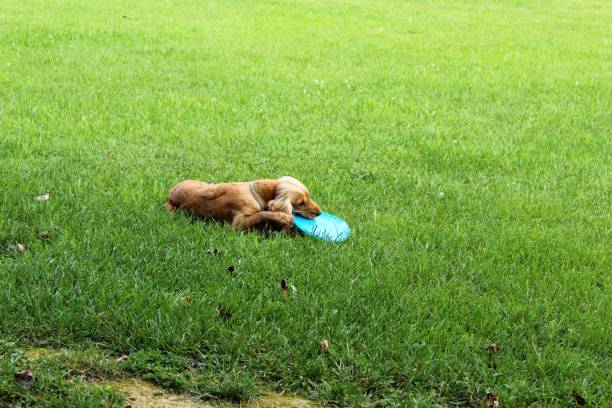istock Dog is playing with frisbee. 1056939072
