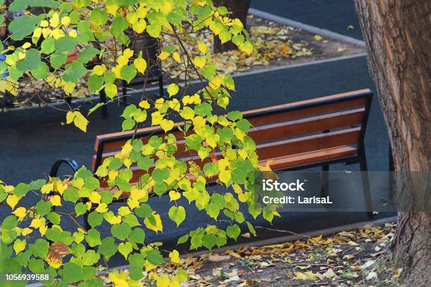 Foto de Bancada No Parque Outono Ramo De Bétula Em Primeiro Plano Outono Dourado Foco Seletivo Closeup e mais fotos de stock de Amarelo