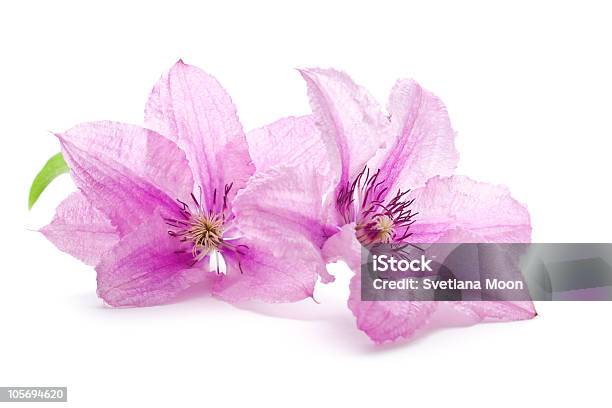 Clematite Flores - Fotografias de stock e mais imagens de Beleza natural - Beleza natural, Branco, Cabeça de Flor