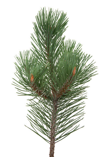 Closeup of pine tree branch on white background