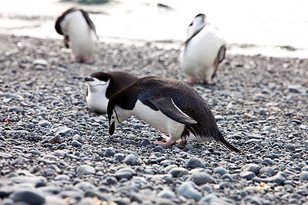 istock Chinstrap penguins, Half Moon Island, Antarctica 105694757