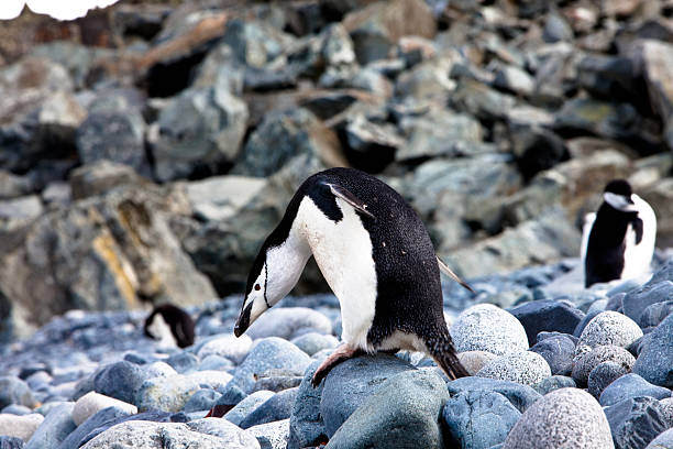 istock Chinstrap penguin, Half Moon Island, Antarctica 105694773