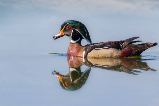 istock Male Wood Duck and reflection on water 1056947926