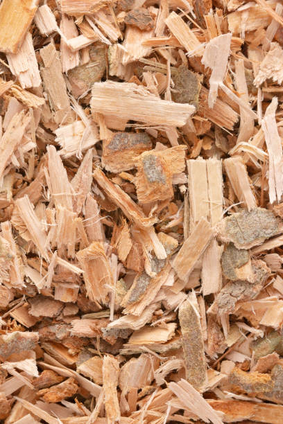 istock Willow Bark is Found in Nature and Used Medicinally for Various Ailments 1056949386