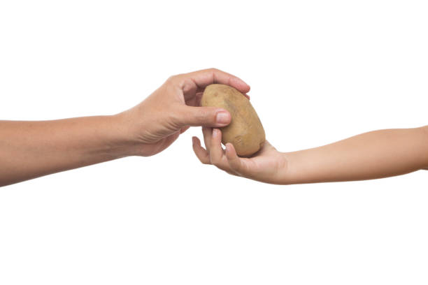 istock Potato and Young mother Hand with her sons hand 1056949580