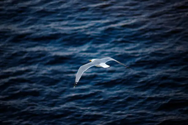 Seagull on the sea