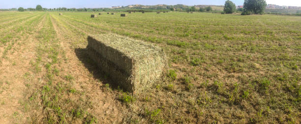 istock Alfalfa bale packed on freshly mown field 1056954290