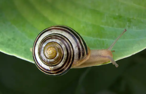 Snail creeping along the edge of a hosta leaf.