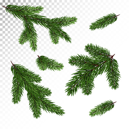 A set of different Green, realistic branch of fir. Fir branches. Isolated on white. Christmas illustration.Vector. Eps10.