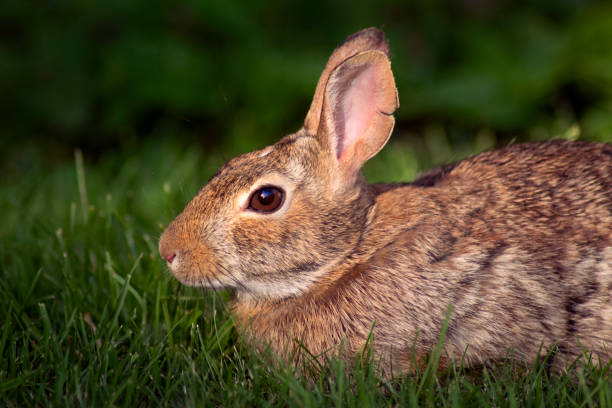 Rabbit no1 stock photo