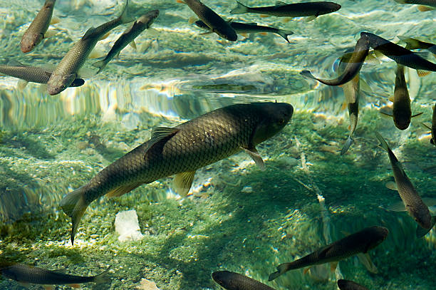 Plitvice lakes national park, Croatia stock photo