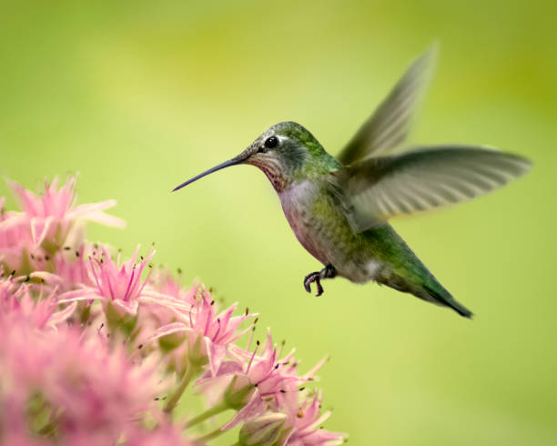 Colibrì e sedum - foto stock