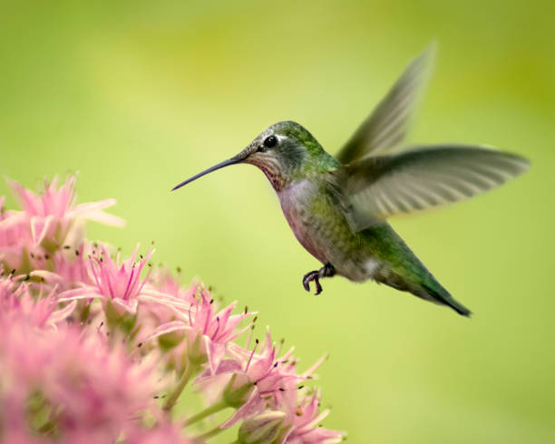 hummingbird and sedum - bird hummingbird flying annas hummingbird imagens e fotografias de stock