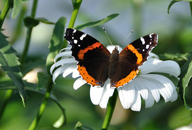 Red Admiral Butterfly (Vanessa atalanta) on a Shasta Daisy (leucanthemum superbum)