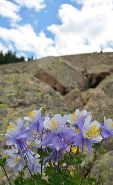istock Group of Columbine Flowers 105696382