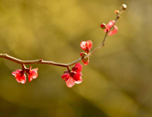 istock Red camellia flowers against defocused bokeh background 1056966864