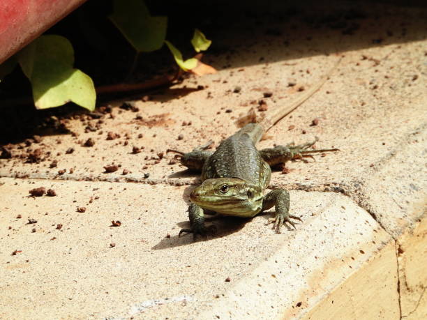 istock Female Tenerife lizard Gallotia galloti (Gallot's lizard or Western Canaries lizard). 1056968154