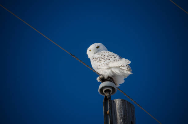 istock Snowy owl sits perched on a power line post 1056968388
