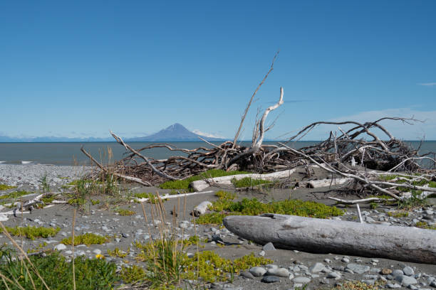 augustine island, ein aktiver vulkan gesehen von einem strand mit felsen und treibholz in katmai nationalpark bedeckt - augustine stock-fotos und bilder