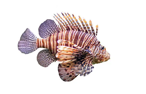 Photo of Close-up of a lone red lionfish on a white background