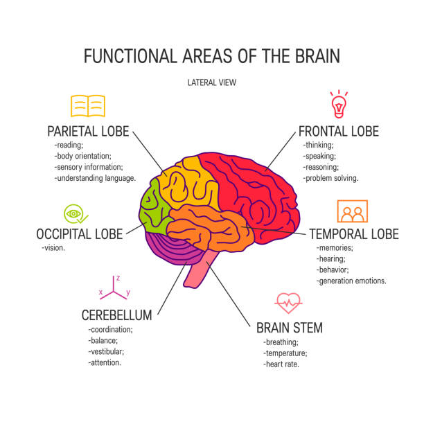 Human brain vector concept Functional areas of the brain, vector illustration lobe illustrations stock illustrations