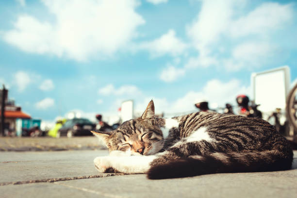 Cute cat under sunshine at park