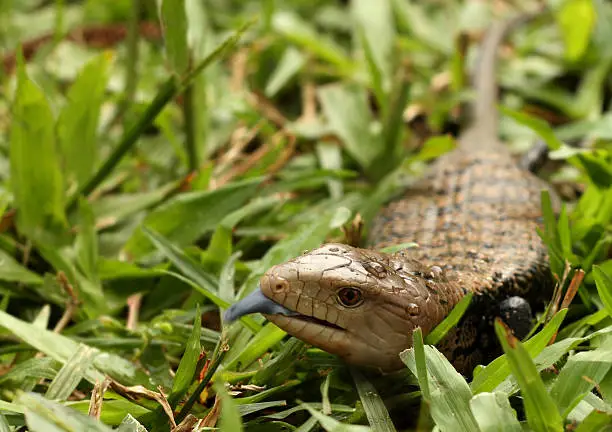 A Papua Blue-Tongued Skink in the grass, flicking its tongue