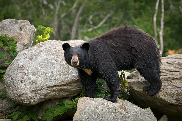 black bear fauna selvatica nelle montagne della carolina del nord - parco nazionale great smoky mountains foto e immagini stock