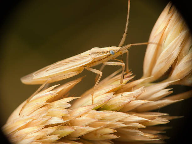 Corn-like bug stock photo