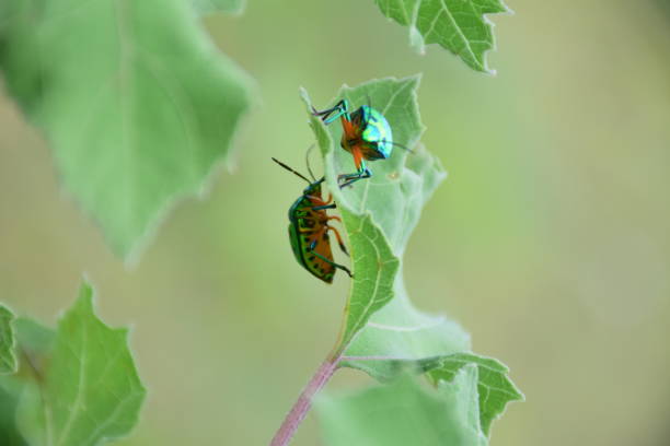 istock Lovely beetle couple 1056978158