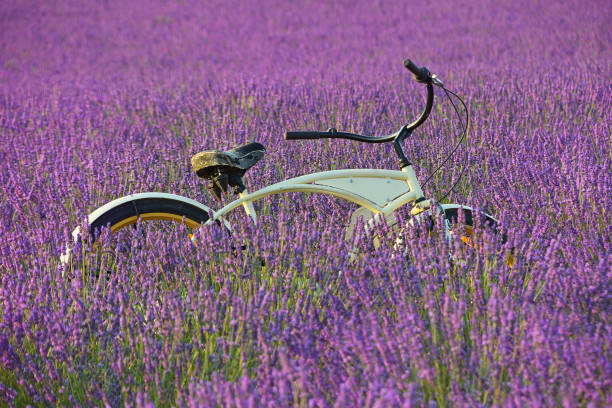 Photo Taken In Valensole, France