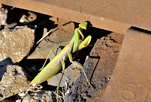 Nature... This close up shot shows a Praying Mantis, resting on stones along a railway track. The shot was taken in late October, so it might be searching for shelter, from the up coming winter.