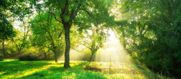 istock Green forest landscape background at sunrise. 1056982746
