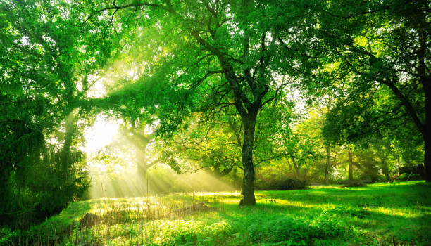 istock Green forest landscape background at sunrise. 1056982758