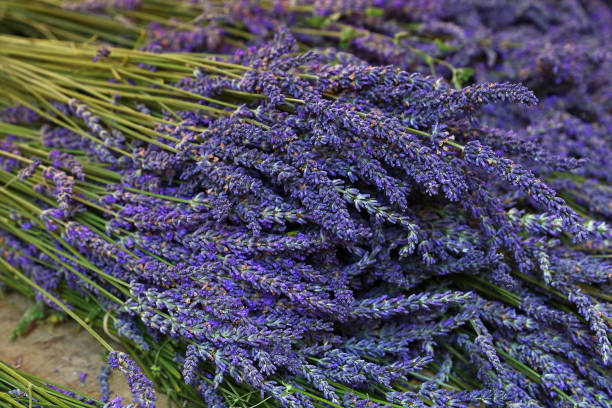 istock Close-Up Of Lavenders 1056990696