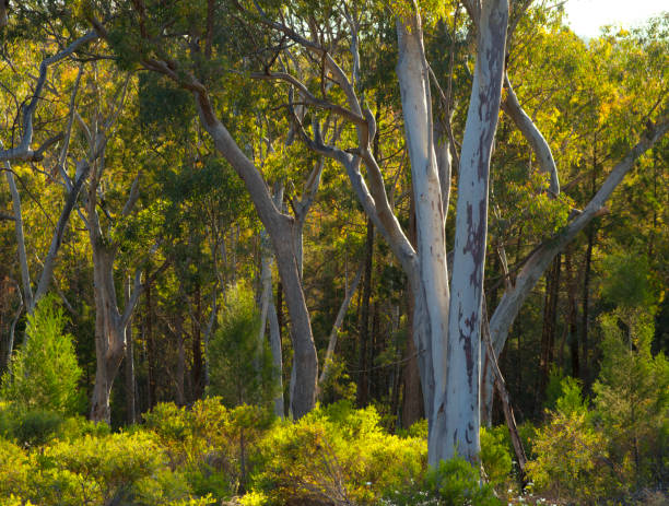 aussie buisson, dans la région de coonabarabran de nsw australie. - brousse photos et images de collection