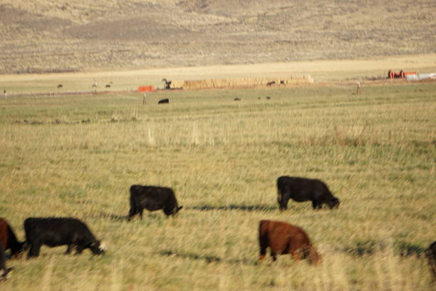 istock Idaho Livestock October 2018 1056991832
