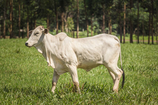 istock Nelore cattle in green pasture (livestock) 1056995826