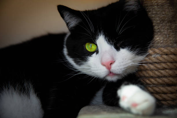 istock Cat and green eye 1056996388