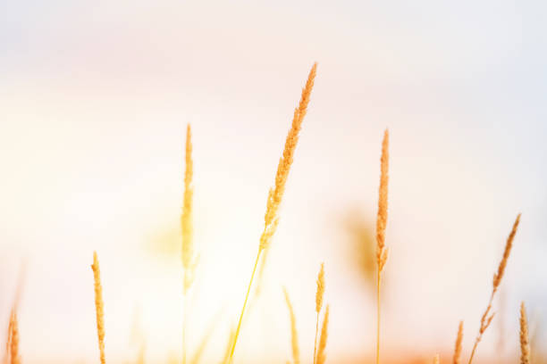 istock Close-Up Of Stalks Against Clear Sky 1056996720