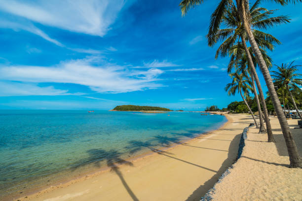 istock Palm Trees At Sea Shore Against Sky 1056998762