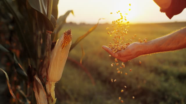 SLO MO Man hands cupping maize kernels