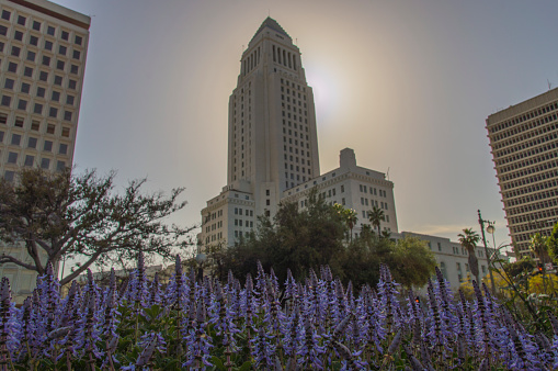 This is a scene from downtown Los Angeles with the famous City Hall building shielding the afternoon sun.  In the foreground are some purple ground-cover flowers that were growing in a public space nearby.  Not sure what kind of flowers they are but they added some welcome spring color to the scene.